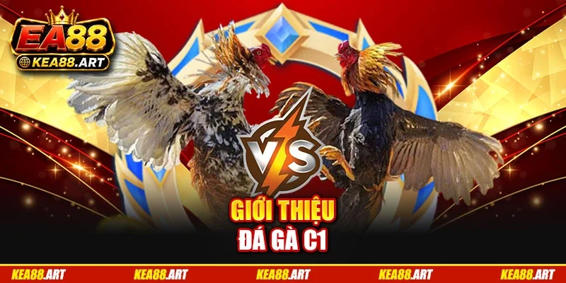 Giới thiệu đá gà C1
