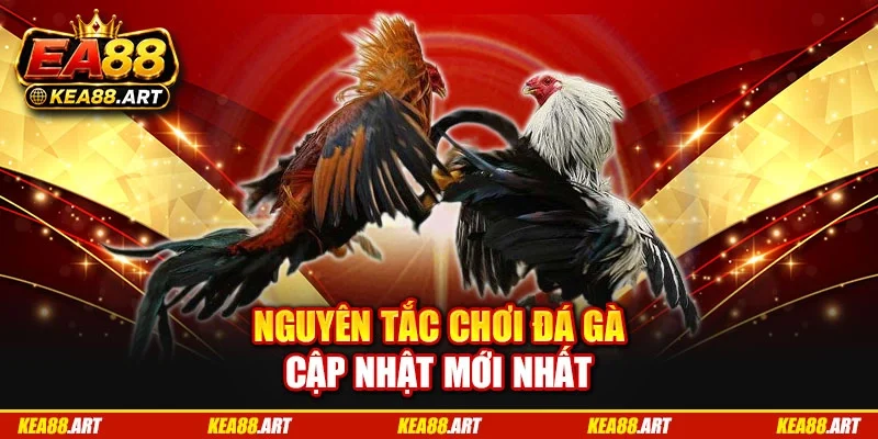 Nguyên tắc chơi đá gà cập nhật mới nhất Nguyên tắc chơi đá gà cập nhật mới nhất