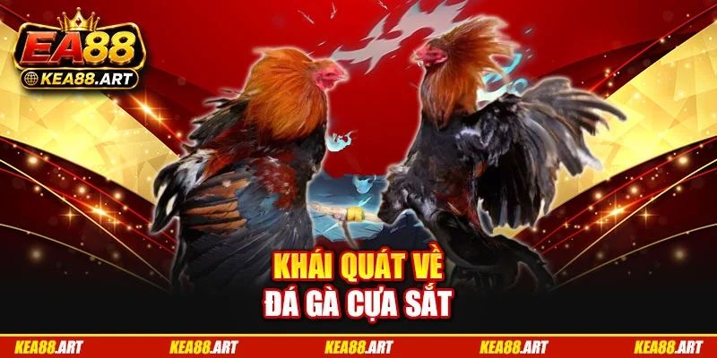 Khái quát về đá gà cựa sắt Khái quát về đá gà cựa sắt