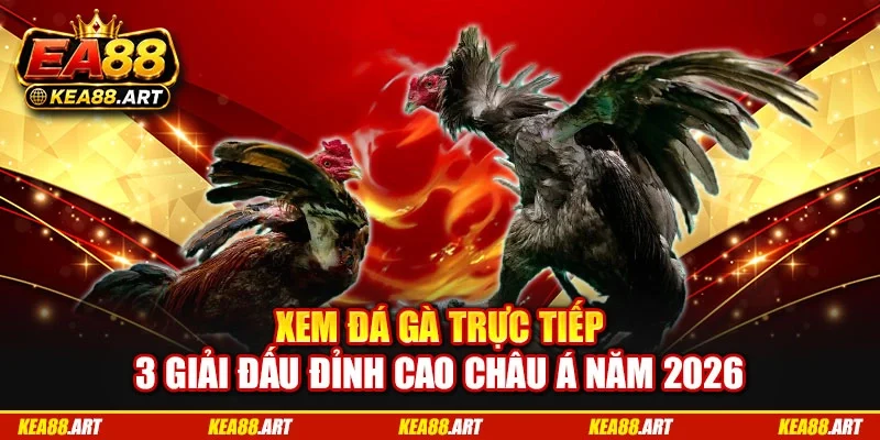 Xem Đá Gà Trực Tiếp: 3 Giải Đấu Đỉnh Cao Châu Á Năm 2026